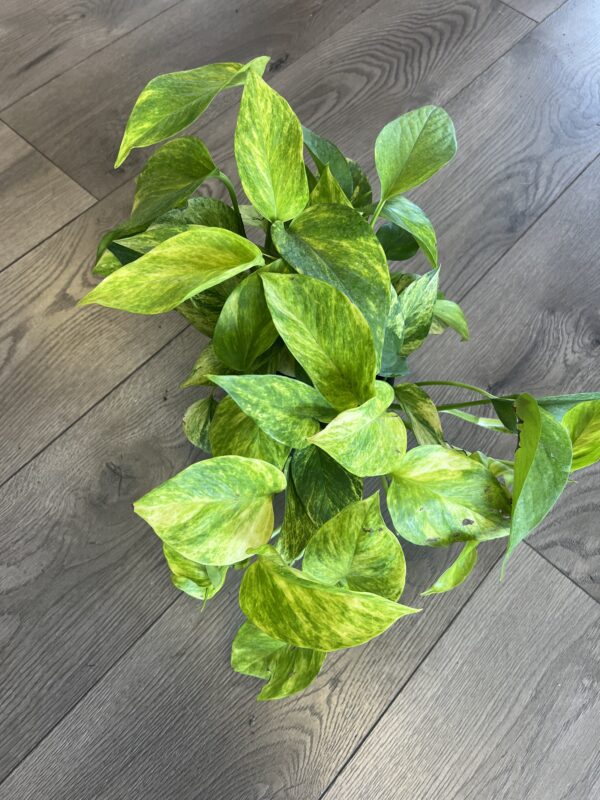 Epipremnum aur. ‘Sunshine Goddess Pothos’