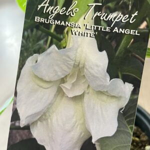 Brugmansia ‘Little Angel’ white flower