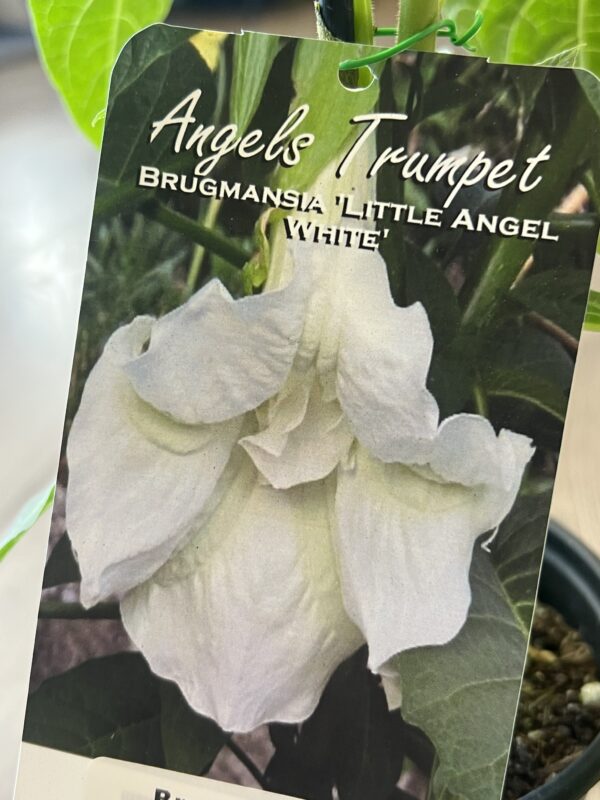 Brugmansia ‘Little Angel’ white flower