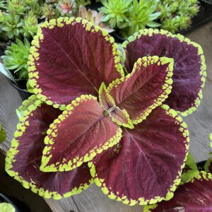 Coleus ‘Jr Scarlet’