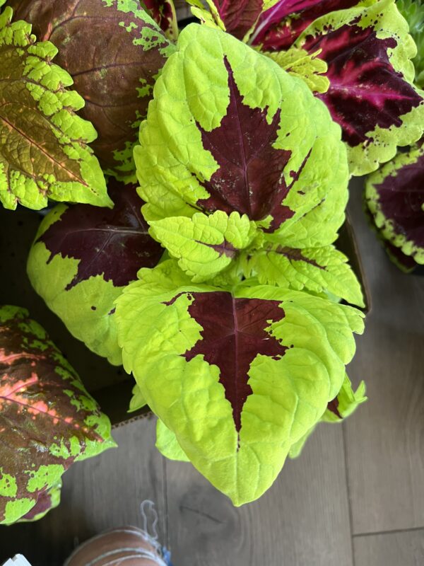 Coleus ‘Lime Sprite’ - Image 4