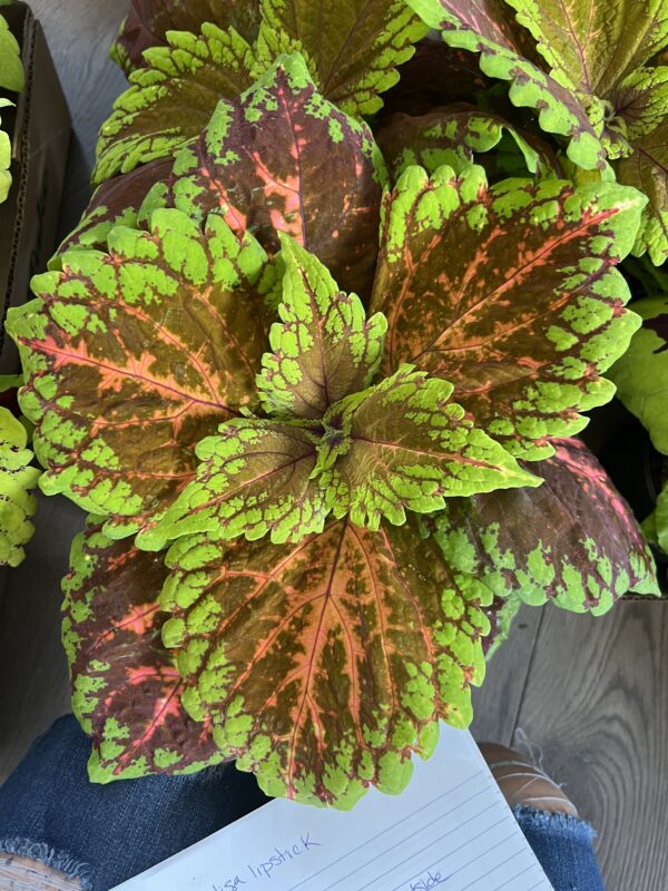 Coleus ‘Salmon’ - Image 4