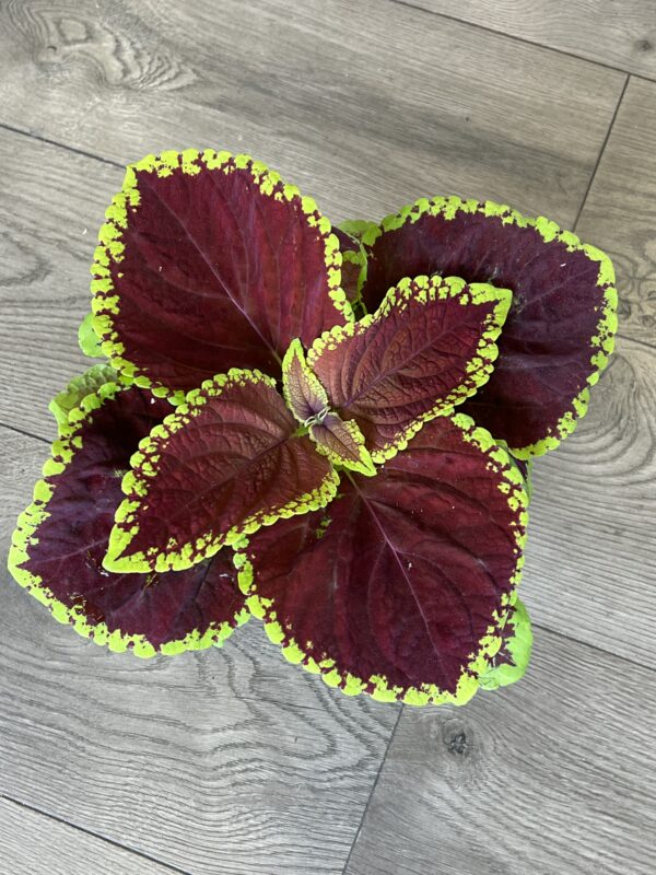 Coleus ‘Jr Scarlet’ - Image 4