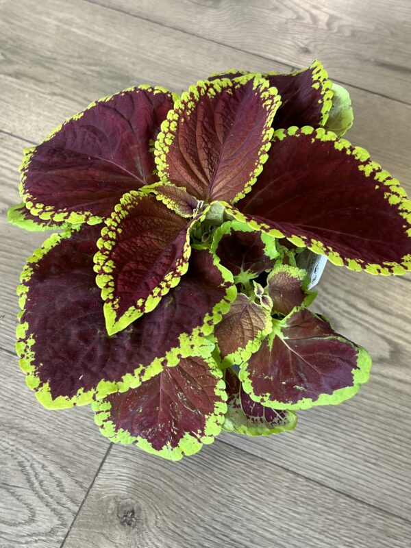 Coleus ‘Jr Scarlet’ - Image 2