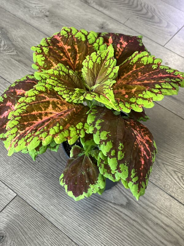 Coleus ‘Salmon’ - Image 2