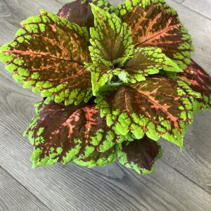 Coleus ‘Salmon’