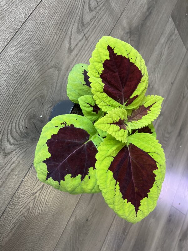 Coleus ‘Lime Sprite’ - Image 3
