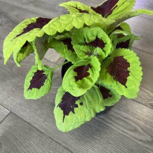 Coleus ‘Lime Sprite’