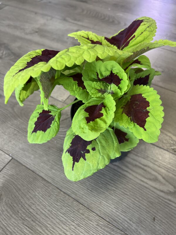 Coleus ‘Lime Sprite’