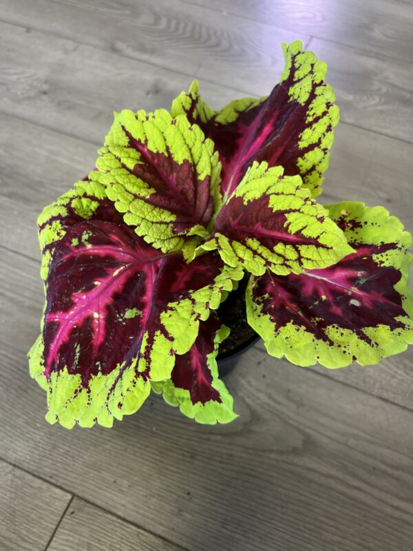Coleus ‘King Rose’ - Image 2