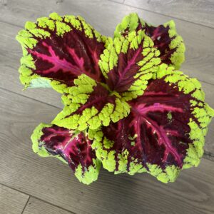 Coleus ‘King Rose’
