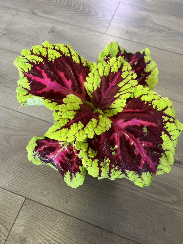 Coleus ‘King Rose’