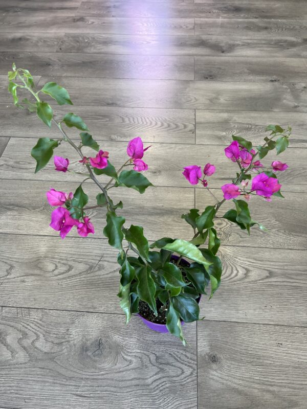 Bougainvillea Fuchsia - Image 2