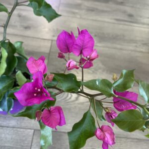 Bougainvillea Fuchsia