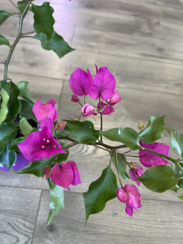 Bougainvillea Fuchsia
