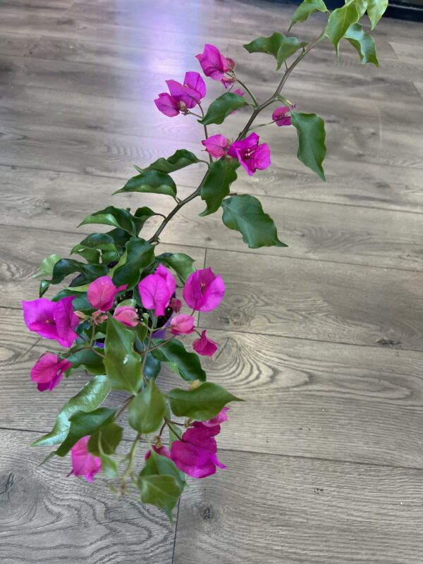 Bougainvillea Fuchsia - Image 4