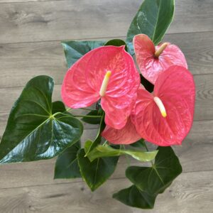 Anthurium araceae ~ Pink