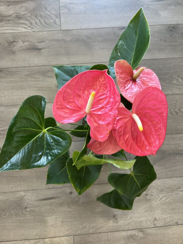 Anthurium araceae ~ Pink
