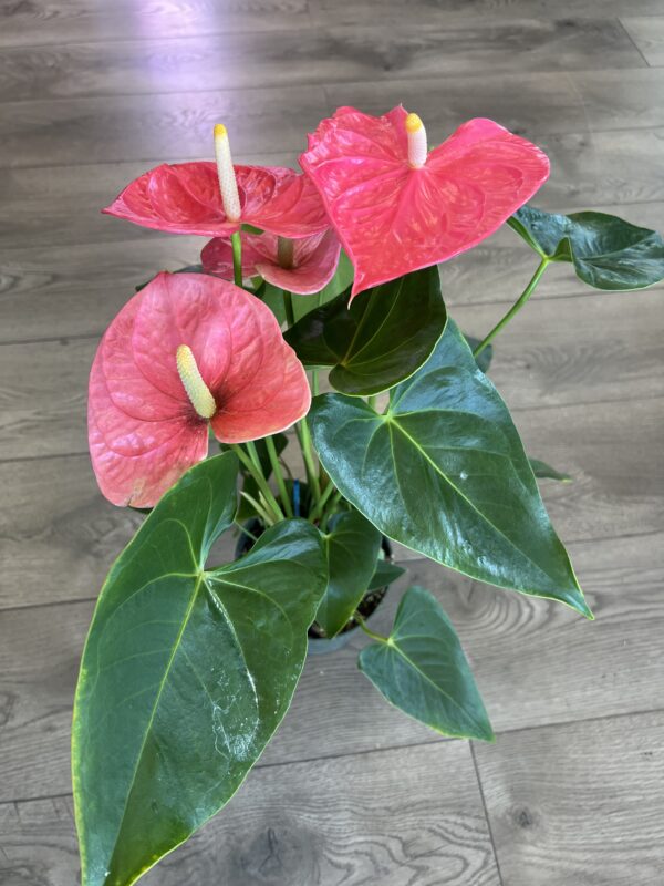 Anthurium araceae ~ Pink - Image 2