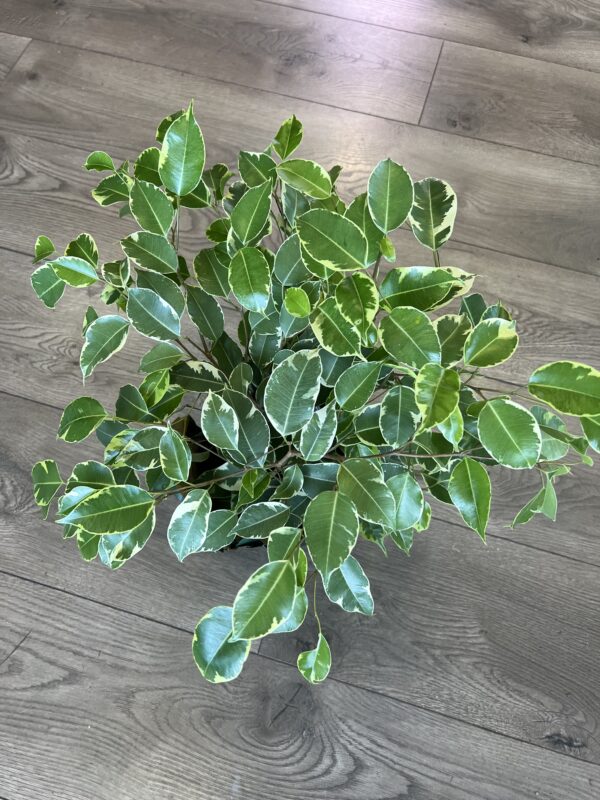 Ficus Benjamin - Image 3