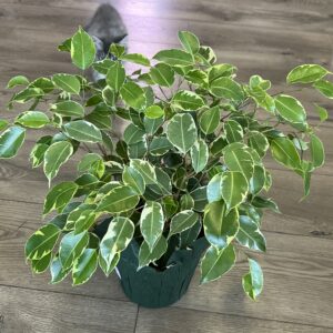 Ficus Benjamin