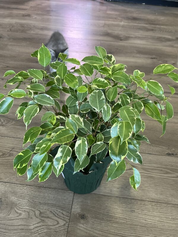 Ficus Benjamin
