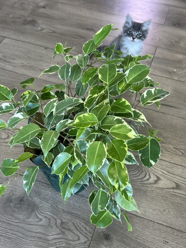 Ficus Benjamin - Image 2
