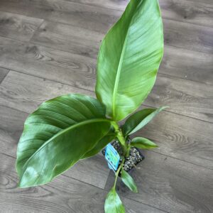 Musa basjoo ‘Japanese Banana’