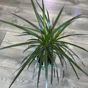 Dracaena marganita