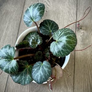 Saxifraga stolonifera ‘Strawberry Begonia’