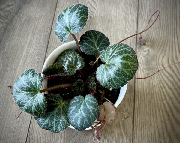 Saxifraga stolonifera ‘Strawberry Begonia’