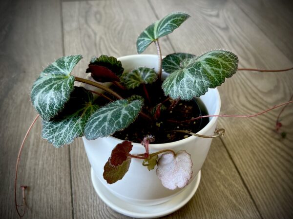 Saxifraga stolonifera ‘Strawberry Begonia’ - Image 5