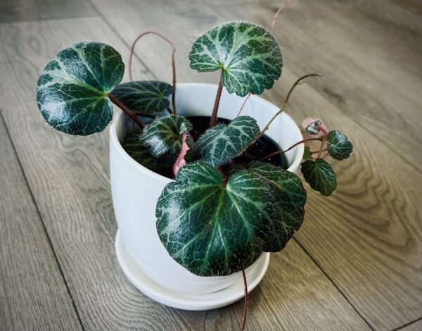 Saxifraga stolonifera ‘Strawberry Begonia’ - Image 2