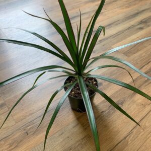 Dracaena marganita