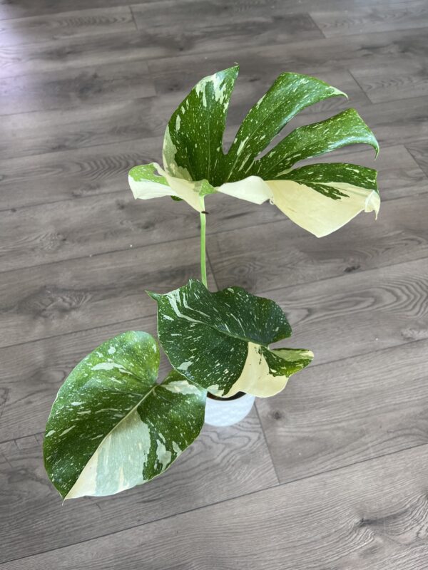 Monstera ‘Thai Constalation’ - Image 3