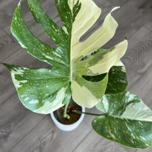 Monstera ‘Thai Constalation’