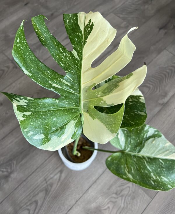 Monstera ‘Thai Constalation’