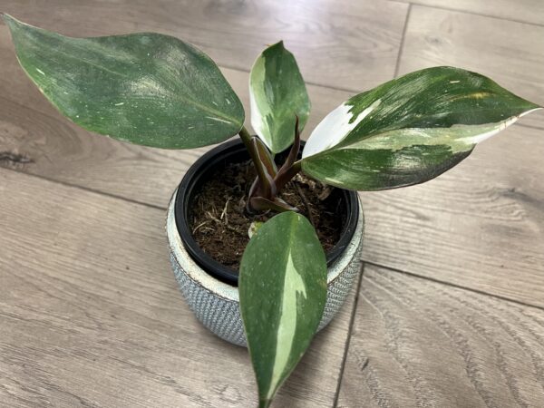 Philodendron ‘White Knight’ - Image 2