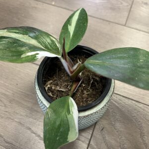 Philodendron ‘White Knight’