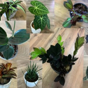 Plants